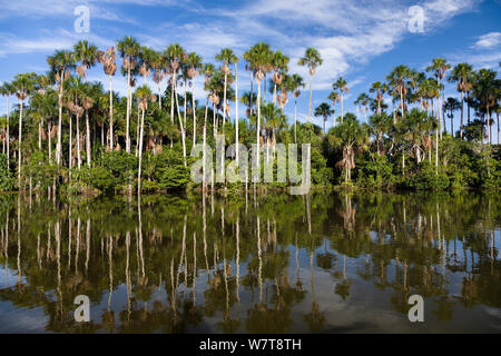 Mauriti Palmen (Mauritia flexuosa) an Sandoval Lake, Tambopata National Reserve, Peru, Südamerika. Stockfoto