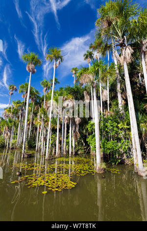 Mauriti Palmen (Mauritia flexuosa) an Sandoval Lake, Tambopata National Reserve, Peru, Südamerika. Stockfoto