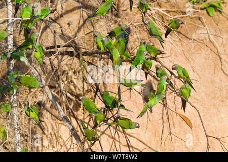 Dusky-headed Parakeet (Aratinga weddellii) Herde in der Nähe von Clay lecken, Tambopata National Reserve, Peru, Südamerika. Stockfoto