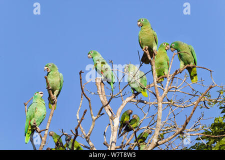 Mehlig Amazonen (Amazona farinosa farinosa) und Dusky-headed Sittiche (Aratinga weddellii) Tambopata National Reserve, Peru, Südamerika. Stockfoto