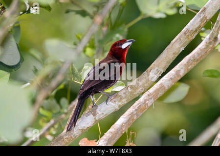 Silber-beaked Tanager (Ramphocelus carbo) männlich, Costa Rica, Mittelamerika Stockfoto