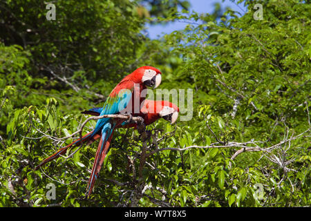 Rot-grünen Aras (Ara chloroptera) im Regenwald, Tambopata National Reserve, Peru, Südamerika. Stockfoto