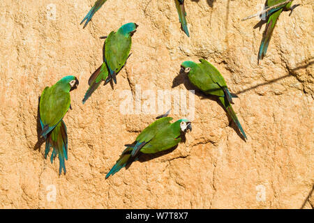 Kastanien-fronted Aras (Ara severa) Leckstein, Tambopata National Reserve, Peru, Südamerika. Stockfoto