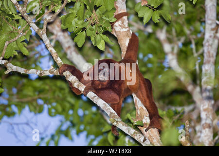 Rote Brüllaffen (Alouatta seniculus) klettern zwischen Zweigen im Regenwald, Tambopata Reserve, Peru, Südamerika. Stockfoto