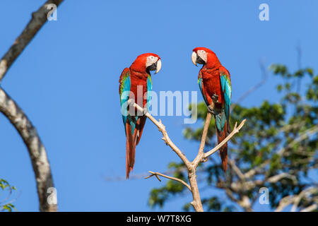 Rot-grünen Aras (Ara chloroptera) im Regenwald, Tambopata National Reserve, Peru, Südamerika. Stockfoto