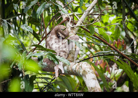 Drei-toed Sloth (Bradypus tridactylus) schlafen im Regenwald Baum am Tambopata Fluss, Tambopata National Reserve, Peru, Südamerika. Stockfoto