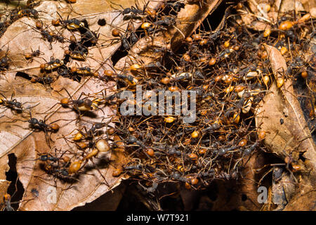 Armee Ameisen (Eciton burchelli) Arbeiter bilden eine lebendige Brücke, im Regenwald am Tambopata Fluss, Tambopata National Reserve, Peru, Südamerika. Stockfoto