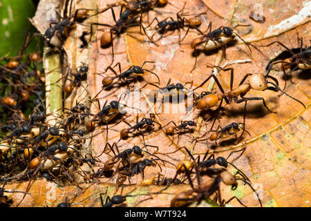 Armee Ameisen (Eciton burchelli) Arbeiter Puppen tragen während der Migrationsphase mit großen Soldier ant, im Regenwald am Tambopata Fluss, Tambopata National Reserve, Peru, Südamerika. Stockfoto