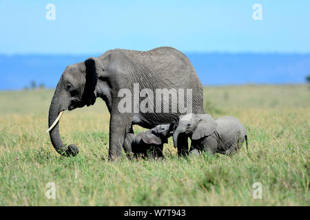 Afrikanische Elefanten (Loxodonta africana) Beweidung mit ihrer jungen Kalb spielen mit einem anderen Kalb von der gleichen Familie, Gruppe, Masai Mara National Reserve, Kenia, Afrika. Stockfoto