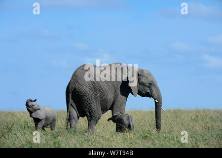 Afrikanische Elefanten (Loxodonta africana) Beweidung mit ihrer jungen Kalb und ein weiteres Kalb von der gleichen Familie, Gruppe, Masai Mara National Reserve, Kenia, Afrika. Stockfoto