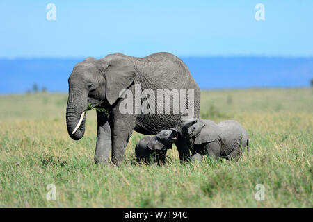 Afrikanische Elefanten (Loxodonta africana) Beweidung mit ihrer jungen Kalb spielen mit einem anderen Kalb von der gleichen Familie, Gruppe, Masai Mara National Reserve, Kenia, Afrika. Stockfoto