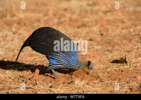 Vulturine Guineafowl (Acryllium vulturinum) Futtersuche, Samburu National Reserve, Kenia, Afrika. Stockfoto