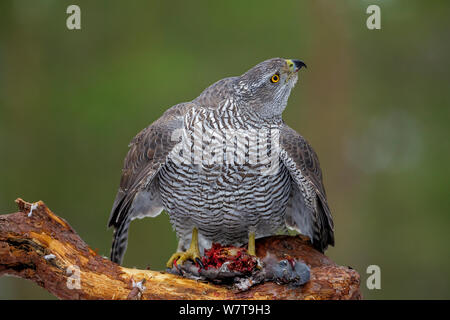 Frau Habicht (Accipiter gentilis) mit der Ringeltaube (Columba palumbus) Blick auf die Krähen. Südliches Norwegen, Februar. Stockfoto