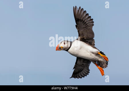 Papageitaucher (Fratercula arctica) im Flug. Fair Isle, Shetlandinseln, Schottland, Großbritannien, Juli. Stockfoto