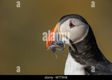 Papageitaucher (Fratercula Arctica) mit Sandaalen (Ammodytes Tobianus) Porträt voller Schnabel. Fair Isle, Shetland Islands, Schottland, UK, Juli. Stockfoto