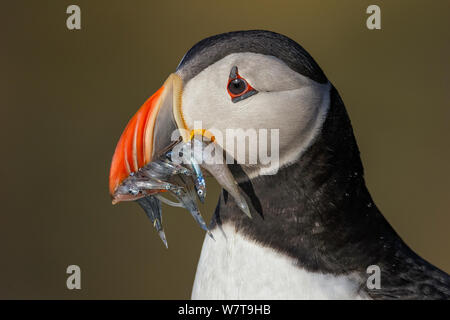 Papageitaucher (Fratercula Arctica) mit Sandaalen (Ammodytes Tobianus) Porträt voller Schnabel. Fair Isle, Shetland Islands, Schottland, UK, Juli. Stockfoto