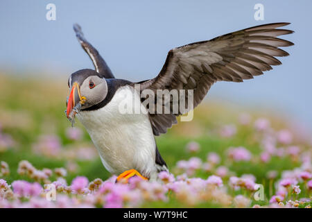 Papageitaucher (Fratercula arctica) zu Fuß durch Meer Sparsamkeit zu leihen (Armeria maritima) Flügel ausgestreckt, mit Schnabel voller Sandaale (Ammodytes tobianus). Fair Isle, Shetlandinseln, Schottland, Großbritannien, Juli. Stockfoto