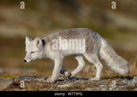 Arctic Fox (Alopex / Vulpes lagopus) walking, during moult from grey summer fur to winter white. Dovrefjell National Park, Norway, September. Stockfoto