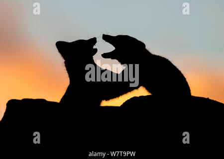 Polarfüchsen (Alopex/Vulpes lagopus) spielen, kämpfen gegen einen bunten Himmel bei Sonnenuntergang. Nationalpark Dovrefjell, Norwegen, September. Stockfoto