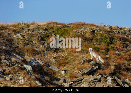 Arctic Fox (Alopex / Vulpes lagopus) in environment, during moult from grey summer fur to winter white. Dovrefjell National Park, Norway, September. Stockfoto