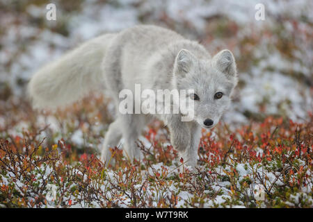 Arctic Fox (Alopex / Vulpes lagopus) portrait, during moult from grey summer fur to winter white. Dovrefjell National Park, Norway, September. Stockfoto