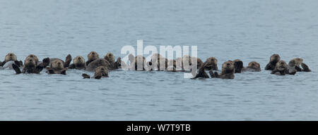 Eine Reihe von Seeotter (Enhydra lutris) zusammen zu sozialisieren, wie Sie im Meer schwimmen, Sound bei Sitka, Alaska, August. Stockfoto