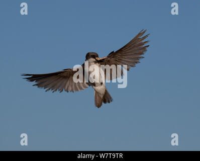 Weibliche Baum Schlucken (Tachycineta bicolor) die Beute zu sein Nest, Colorado, USA, Juli. Stockfoto