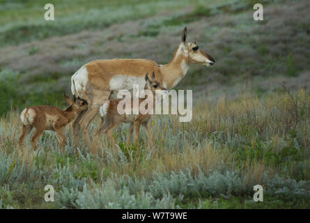 Pronghorn Antilope (Antilocapra americana) doe mit Zwillinge nach Regen, Custer State Park, South Dakota, USA, Juli. Stockfoto