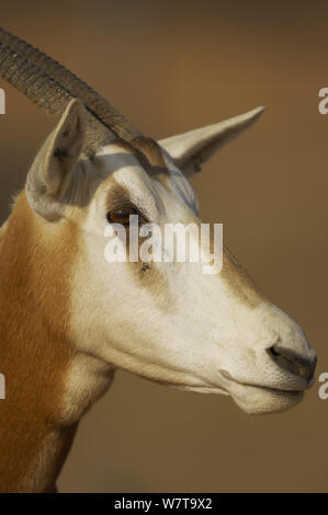 Scimitar-horned Oryx-Antilopen (Oryx Dammah), Dubai Desert Conservation Reserve, Dubai, Vereinigte Arabische Emirate. Stockfoto