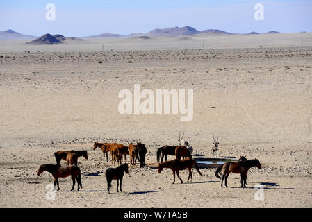 Wilden Pferde der Namib mit Oryx (Oryx gazella) Trinkwasser an eine künstliche Wasser zeigen. Diese wilden Pferde sind wahrscheinlich die einzige wilde Wüste - Wohnung Pferde der Welt. Garub Plain, Aus, Wüste Namib, Namibia. Stockfoto