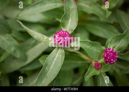 Magenta Blumen von Gomphrena nana Anlage Stockfoto