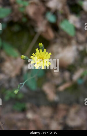 Hieracium maculatum Nahaufnahme Stockfoto