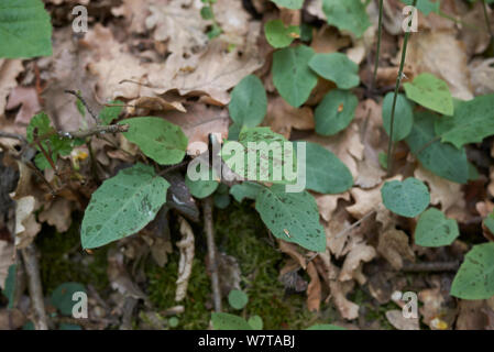 Hieracium maculatum Nahaufnahme Stockfoto