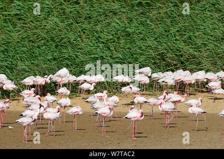 Mehr Flamingos (Phoenicopterus ruber) in der Walvis Bay Lagune, Ramsar-gebiet, Wüste Namib, Namibia, September 2013. Stockfoto