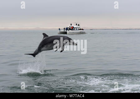 Großer Tümmler (Tursiops truncatus) vor einem Katamaran in der Walvis Bay Lagune, Namibia, September 2013 springen. Stockfoto