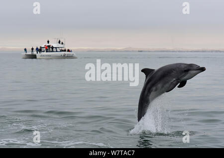 Großer Tümmler (Tursiops truncatus) vor einem Katamaran in der Walvis Bay Lagune, Namibia, September 2013 springen. Stockfoto
