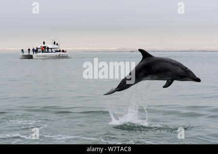 Großer Tümmler (Tursiops truncatus) vor einem Katamaran in der Walvis Bay Lagune, Namibia, September 2013 springen. Stockfoto
