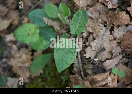 Hieracium maculatum Nahaufnahme Stockfoto