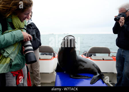 Eine wilde Kap Fell Dichtung (Arctocephalus Pusillus) an Deck Wildlife Watching Boot auf der Suche nach Fisch, Walbis Bay Lagune, Namibia, September 2013. Stockfoto