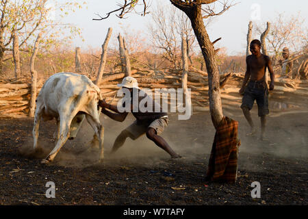 Mann, der versucht, an der Kuh zu markieren verfangen, Himba Dorf, Kaokoveld, Namibia, September 2013. Stockfoto