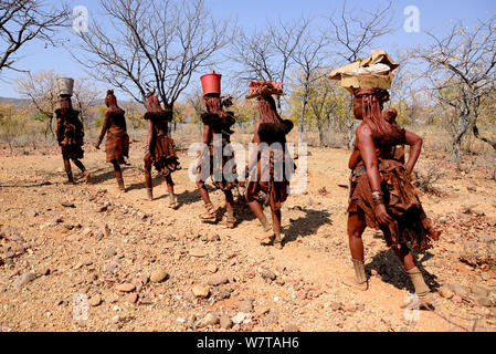 Himba Frauen, Fleisch zu Dorf auf ihre Köpfe. Kaokoveld, Namibia, September 2013. Stockfoto