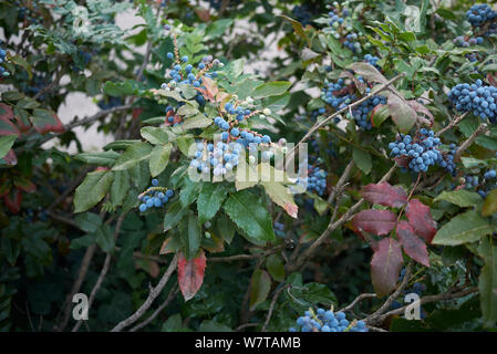 Blaue Früchte von Mahonia aquifolium immergrüne Strauch Stockfoto