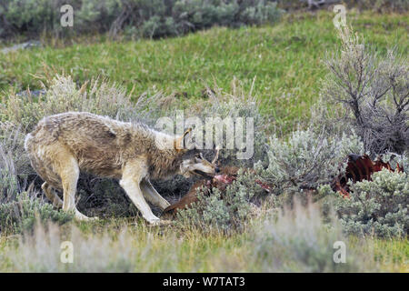 Grauer Wolf (Canis lupus) Ernährung auf der Elk Karkasse, Yellowstone National Park, Wyoming, USA, Mai. Stockfoto