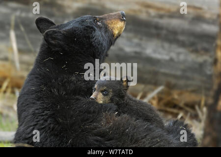 Zimt, Unterarten von Black Bear (Ursus americanus cinnamomum) Mutter mit Jungen Cub. Yellowstone National Park, Wyoming, USA, Mai. Stockfoto
