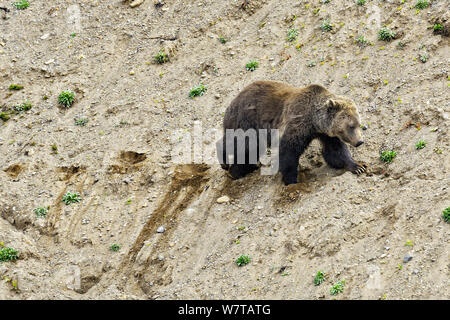 Grizzlybär (Ursus arctos Horribilis) zu Fuß über steile Ufer, Yellowstone National Park, Wyoming, USA, Mai. Mai Stockfoto