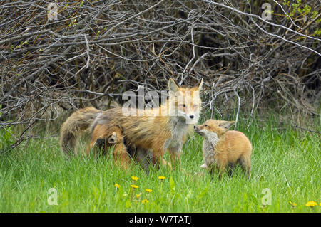 American Red Fox (Vulpes vulpes fulva) Mutter mit zwei ihrer Babys, einer Pflege. Der Grand Teton National Park, Wyoming, USA, Mai. Stockfoto