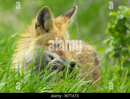 American Red Fox (Vulpes vulpes fulva) mit Uinta Erdhörnchen (Spermophilus armatus) Beute, Grand Teton National Park, Wyoming, USA, Mai. Stockfoto