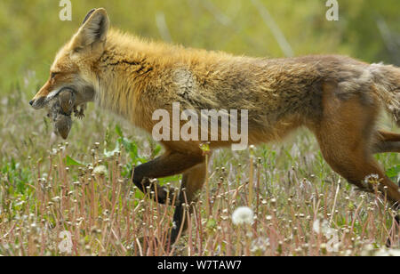 American Red Fox (Vulpes vulpes fulva) mit Uinta Erdhörnchen (Spermophilus armatus) Beute, Grand Teton National Park, Wyoming, USA, Mai. Stockfoto