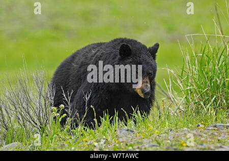 Zimt, Unterarten von Black Bear (Ursus americanus cinnamomum) Yellowstone National Park, Wyoming, USA, Juni. Stockfoto