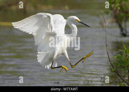 Snowy Egret (Egretta thula) Landung, Everglades National Park, Florida, USA, März. Stockfoto